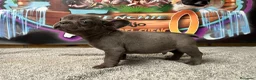 Bulldog Francés perros en venta: BULLDOG FRANCES MADRID - Anuncio 5