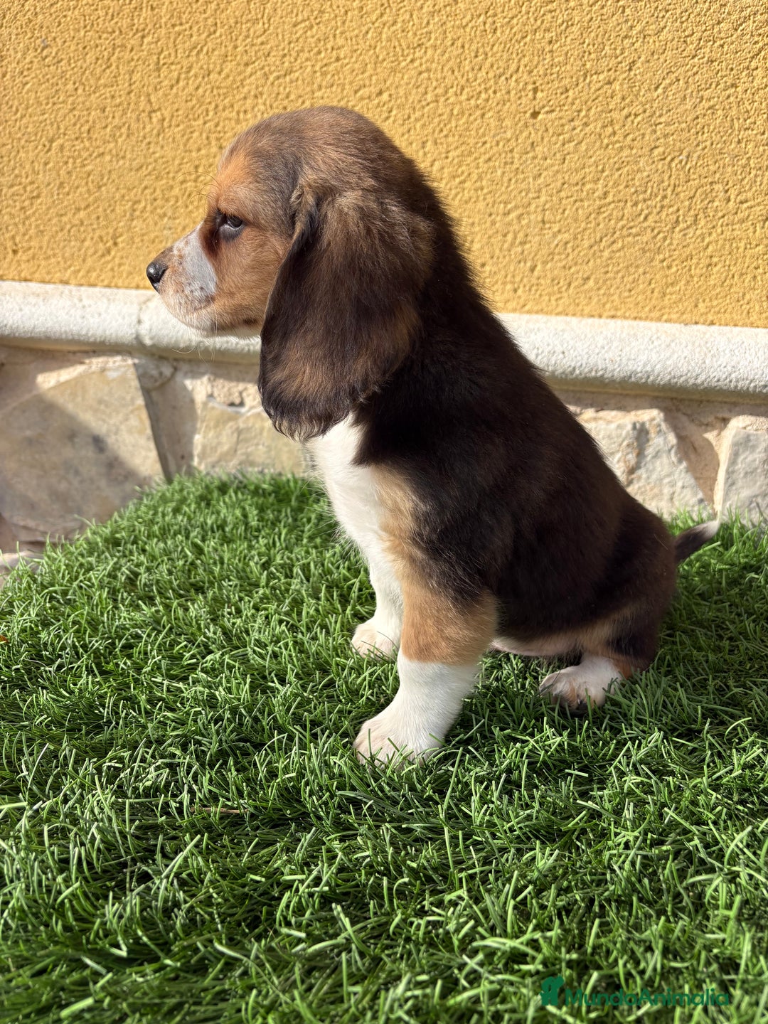 Beagle perros en venta: Espectacular cachorro de Beagle - Anuncio 9