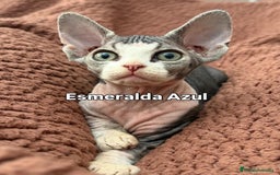 Devon Rex gatos en venta: Devon Rex - Imagen 4