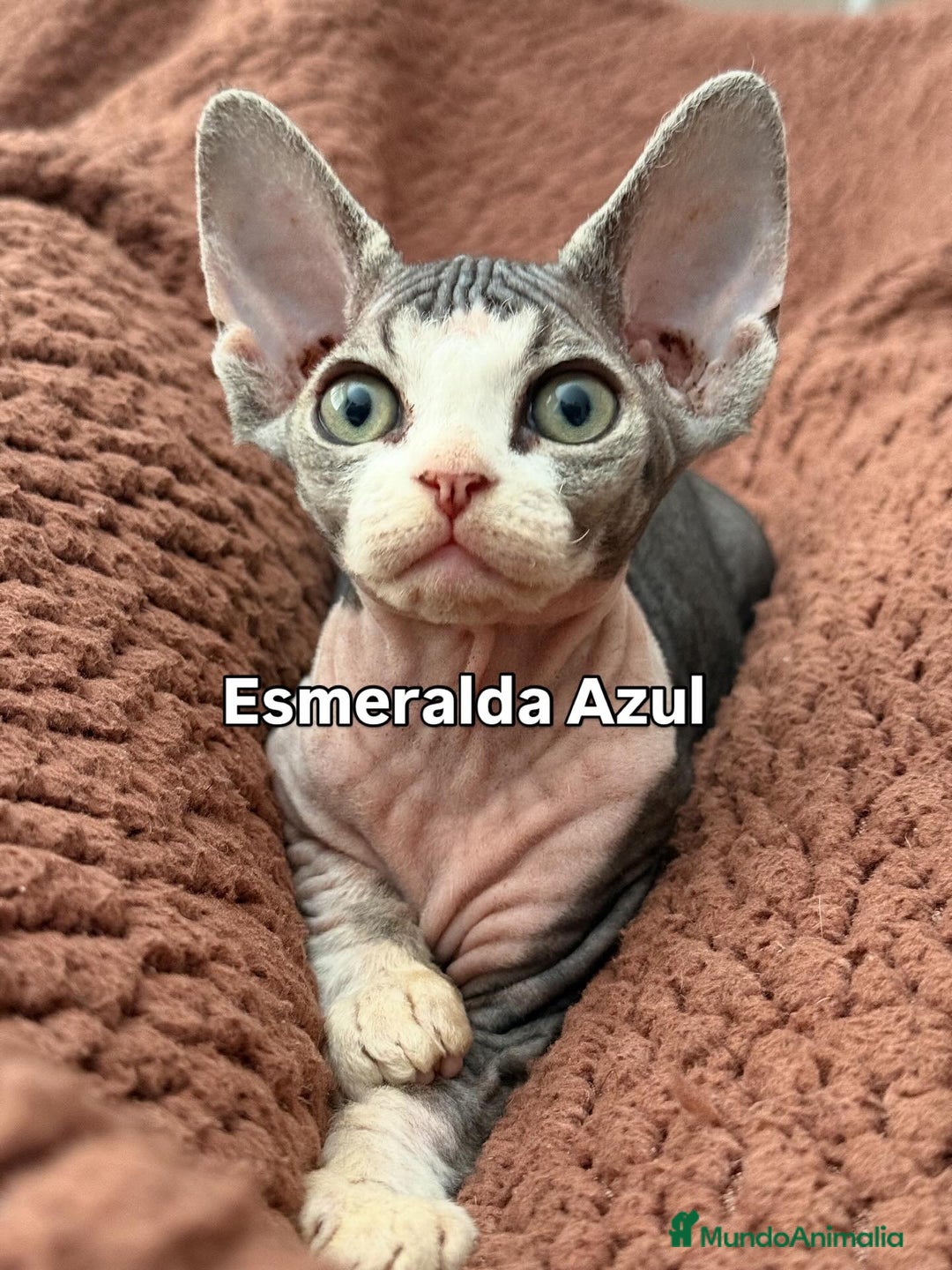 Devon Rex gatos en venta: Devon Rex - Imagen 4