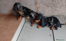 Teckel perros en venta: Cachorro teckel arlequín plata  - Imagen 5