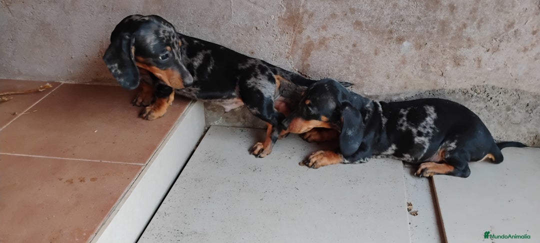 Teckel perros en venta: Cachorro teckel arlequín plata  - Imagen 5
