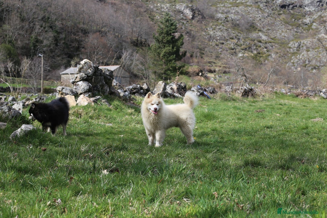 Pomsky perros en adopcion: Pomsky F4 en adopción! - Anuncio 2