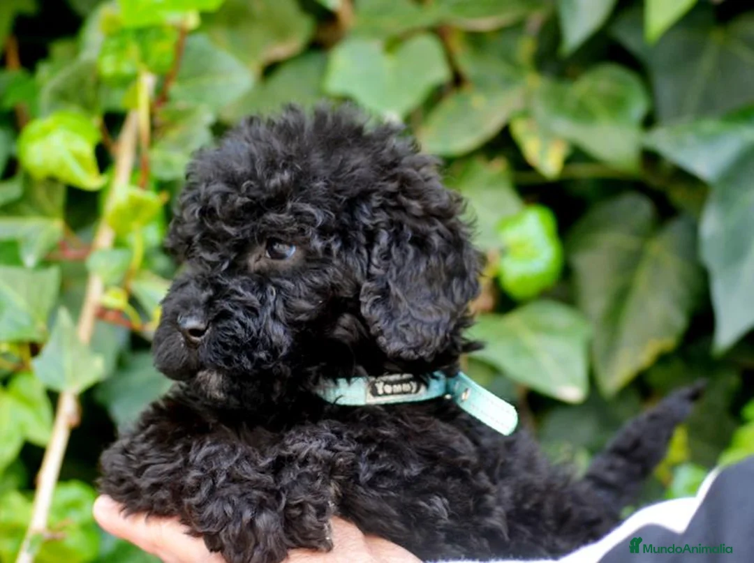 Perro de Agua Español perros en venta: CACHORRO PERRO DE AGUA ESPAÑOL  - Anuncio 14