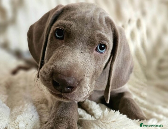Weimaraner perros Camada de Braco de Weimar  - Anuncio 1
