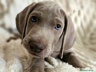 Weimaraner perros - Anuncio 1