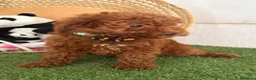 Caniche Toy perros en venta: Caniche rojo toy - Anuncio 1