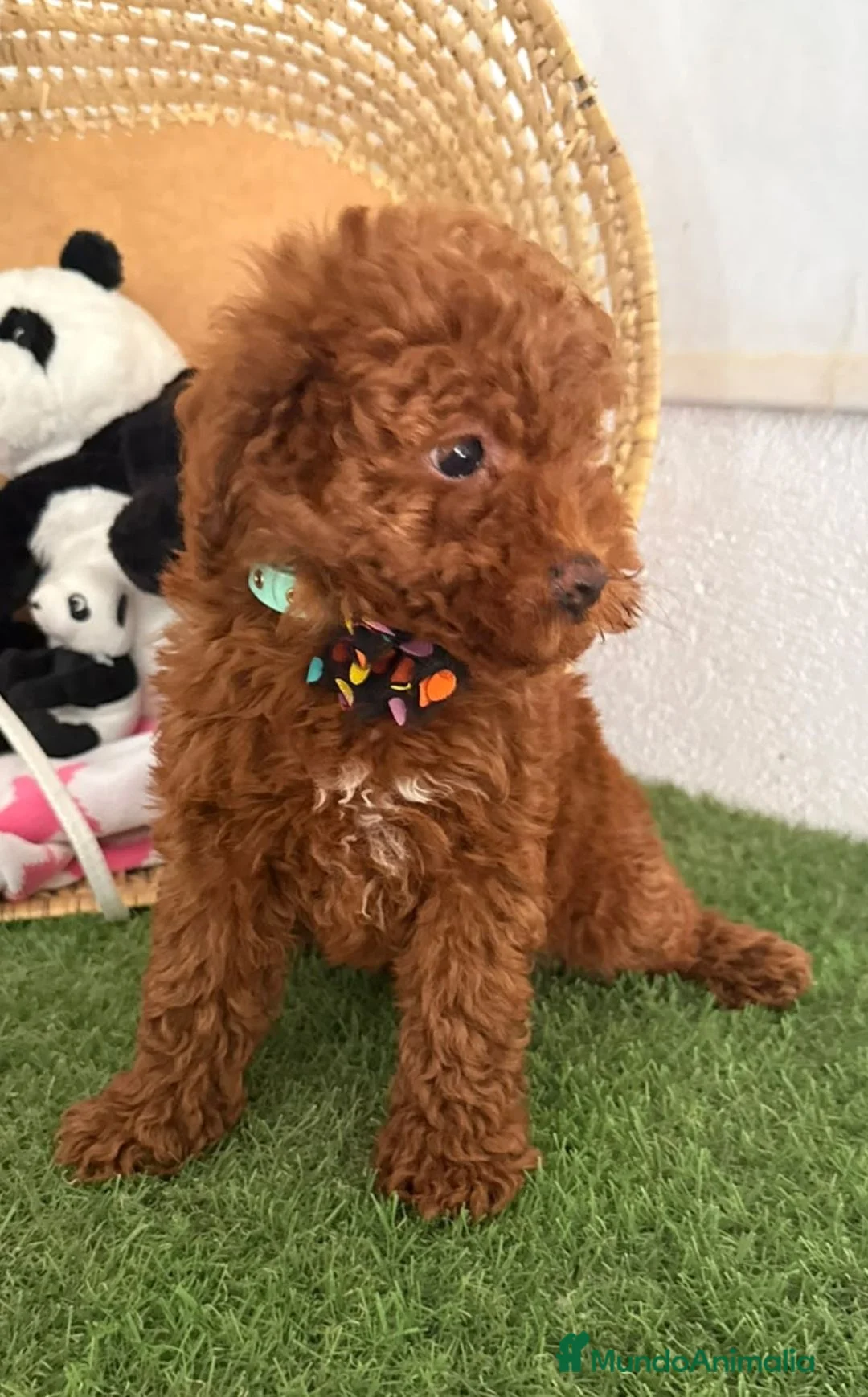 Caniche Toy perros en venta: Caniche rojo toy - Anuncio 1