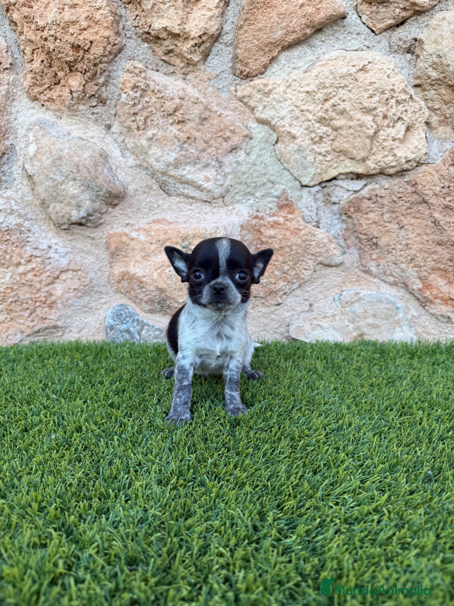 Chihuahua perros Excelentes chihuahuas  - Anuncio 2