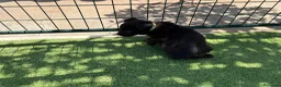 Pastor Belga Malinois perros en venta: PASTOR BELGA MALINOIS - Anuncio 14
