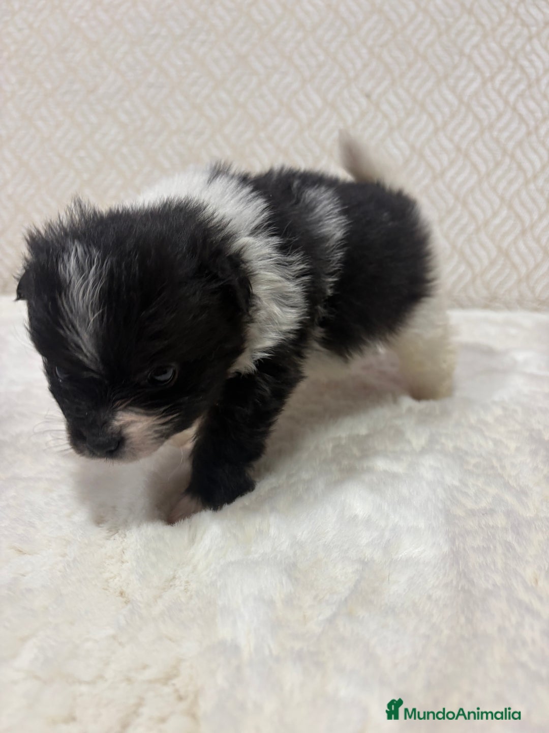 Pomerania perros en venta: Lulu Pomerania Toy macho color party Osito - Anuncio 4