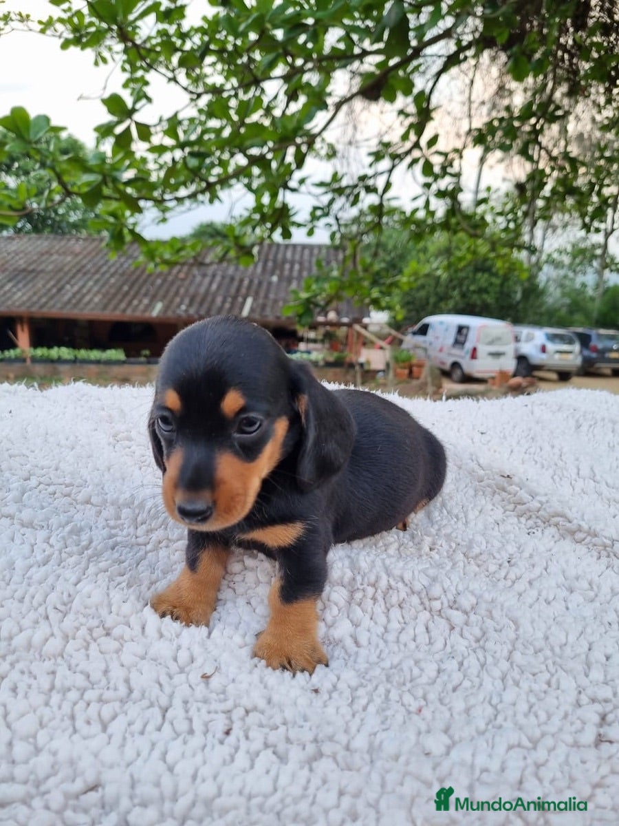 Teckel Miniatura perros TECKEL MINI ( ENVIO A TODA ESPAÑA )  - Anuncio 6