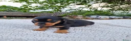 Teckel Miniatura perros en venta: TECKEL MINI ( ENVIO A TODA ESPAÑA )  - Anuncio 1