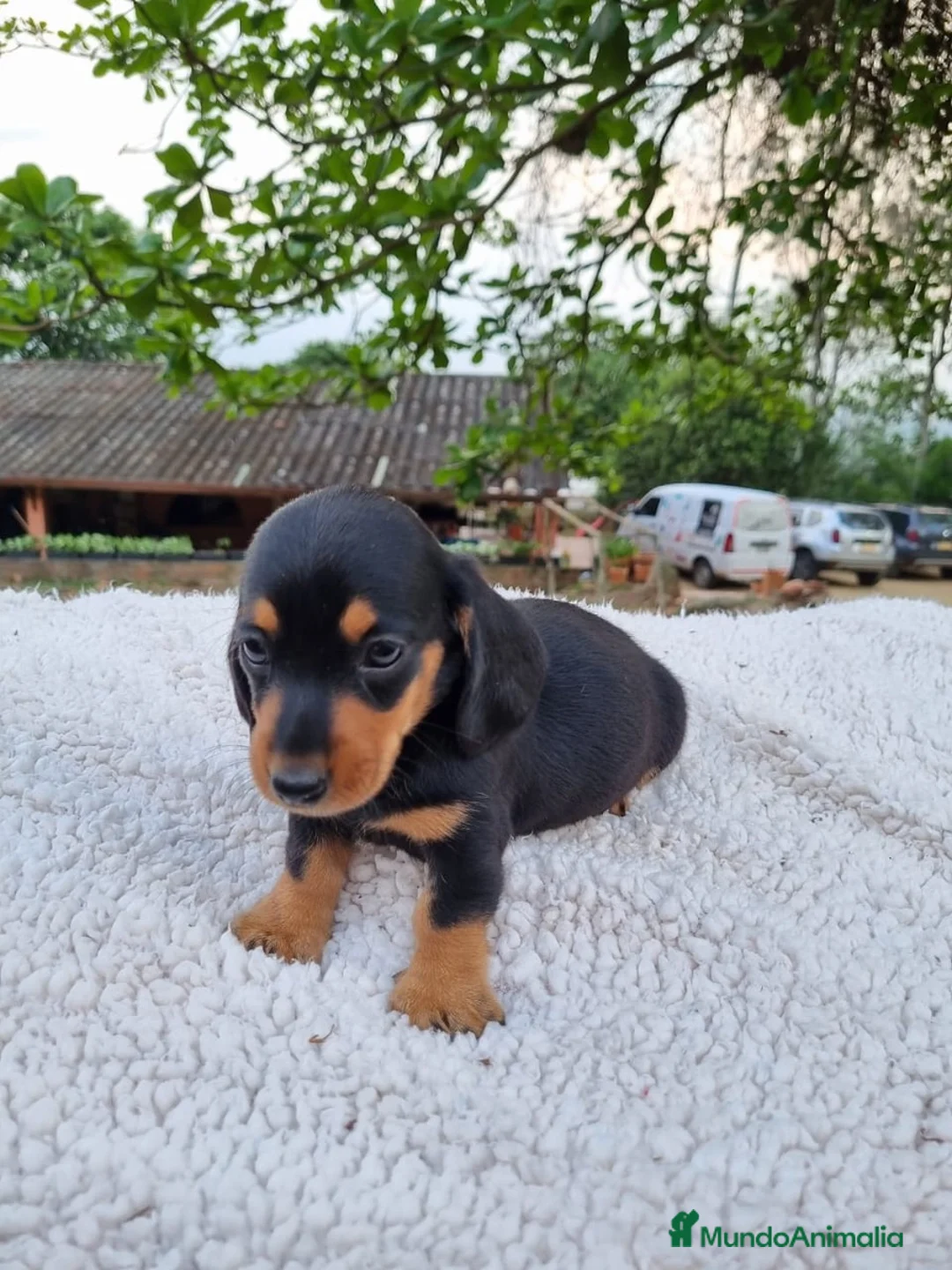 Teckel Miniatura perros en venta: TECKEL MINI ( ENVIO A TODA ESPAÑA )  - Anuncio 1