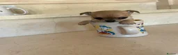 Chihuahua perros en venta: Chihuahuas micro toy máxima calidad - Anuncio 31