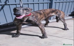 Galgo Español perros en venta: Galgo Español  - Imagen 2