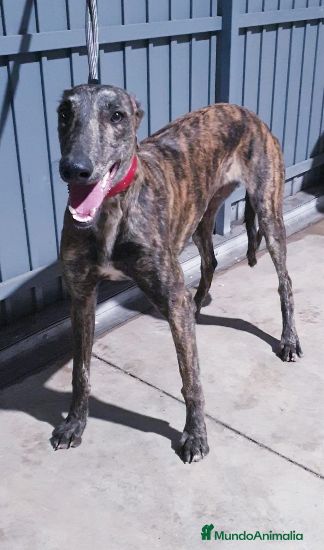 Galgo Español perros en venta: Galgo Español  - Imagen 2