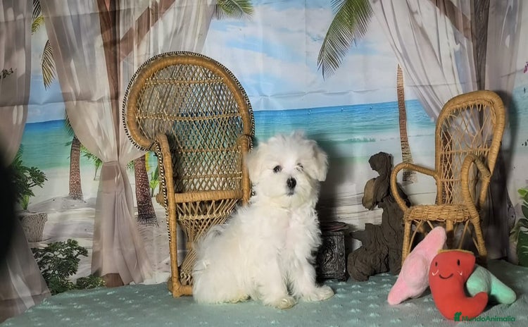 Bichón Maltés perros Bichon maltes toy  - Anuncio 1