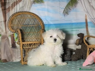 Bichón Maltés perros Bichon maltes toy - Anuncio 1