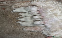 West Highland White Terrier perros en venta: Westy en Cáceres - Imagen 3