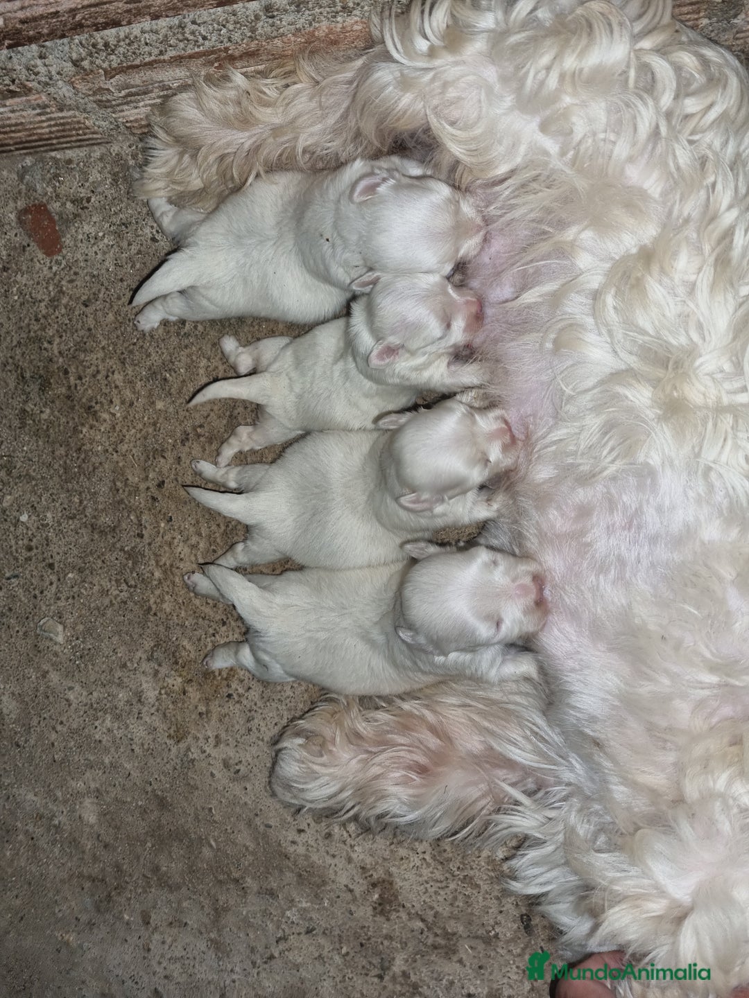 West Highland White Terrier perros en venta: Westy en Cáceres - Imagen 3