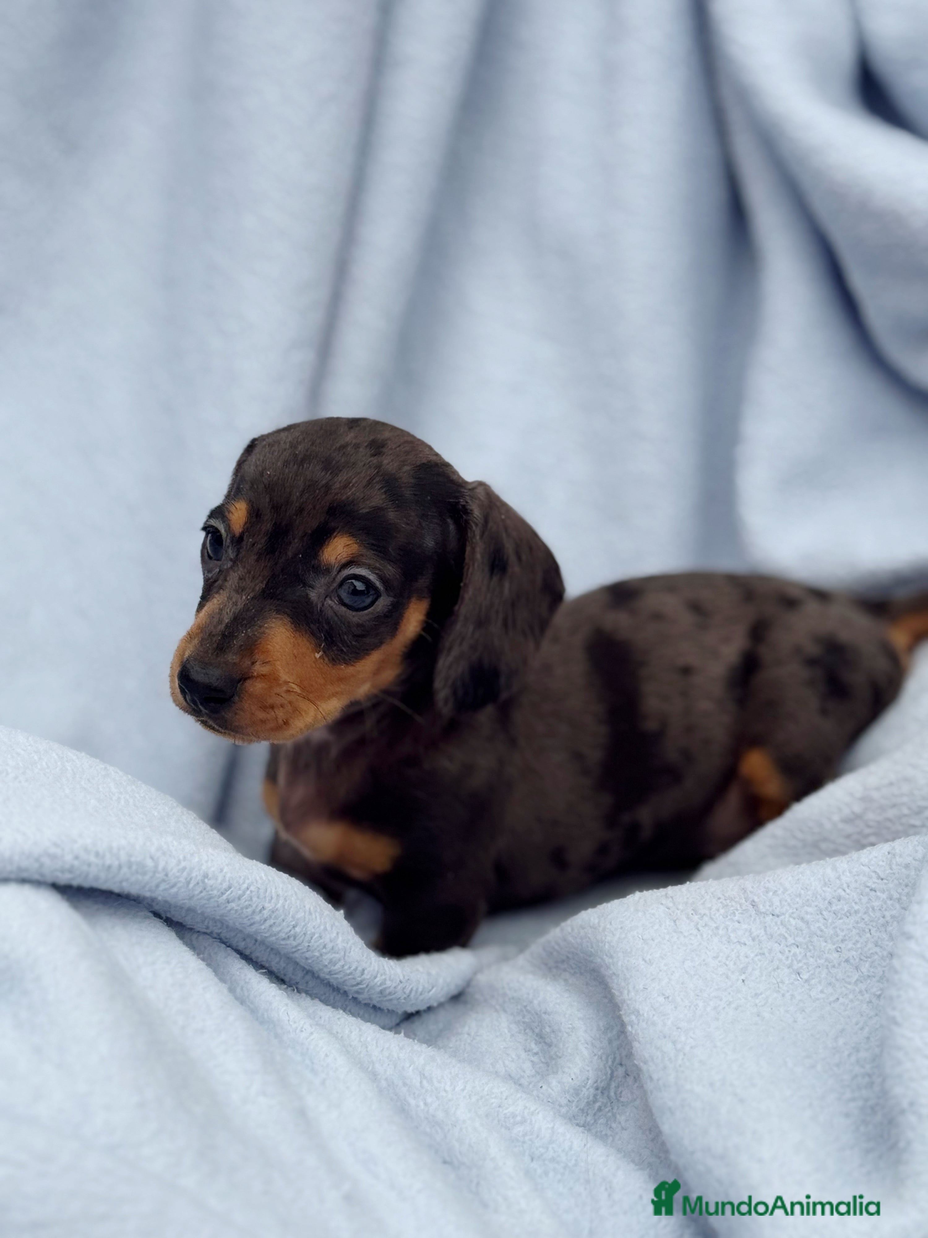 Teckel Miniatura perros Teckel kanichen macho arlequín plata - Anuncio 2