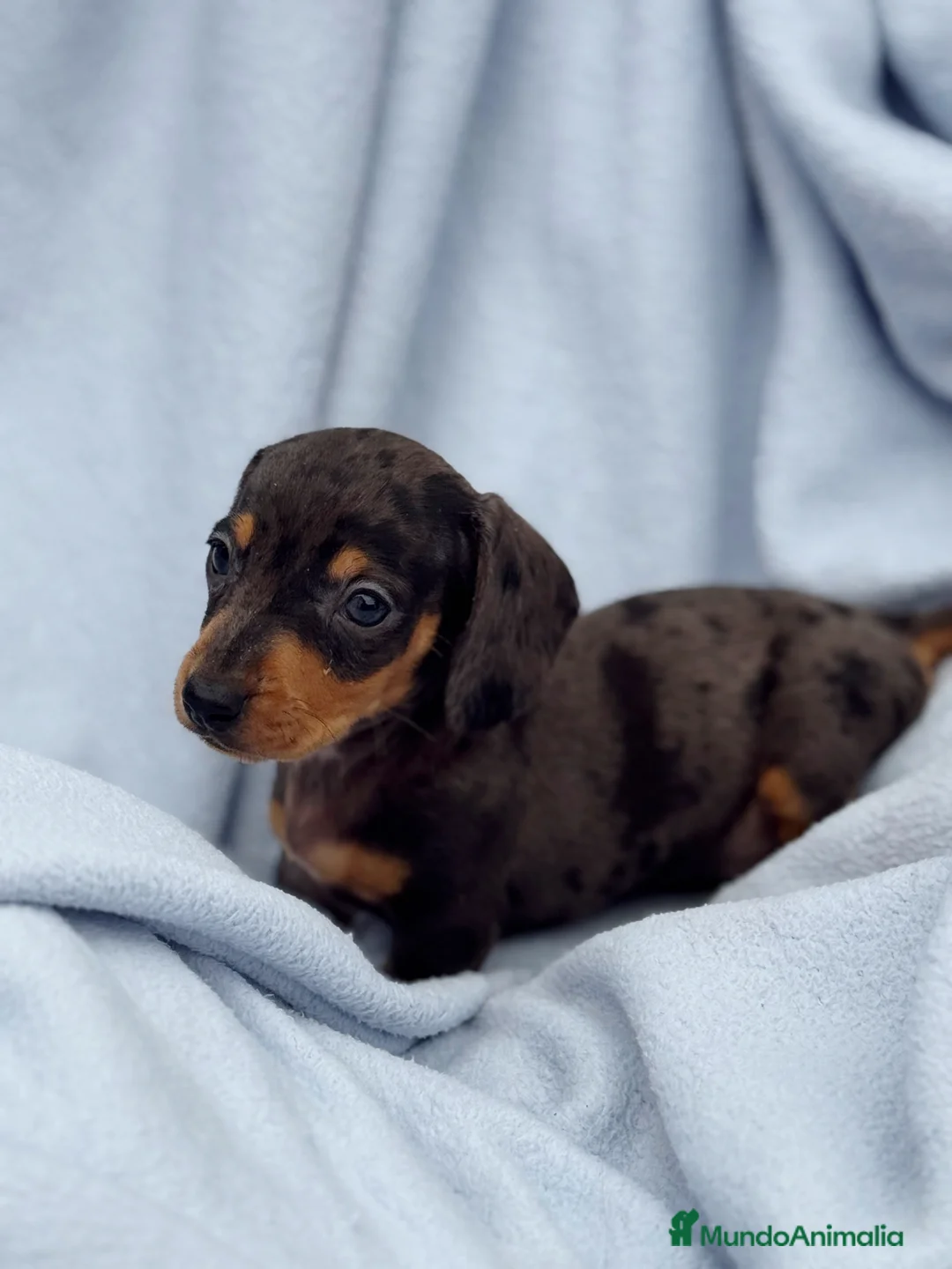 Teckel Miniatura perros en venta: Teckel kanichen macho arlequín plata - Anuncio 2