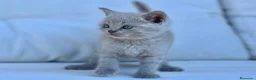 Británico de Pelo Corto gatos en venta: BRITISH SHORTHAIR LILAC - Anuncio 3