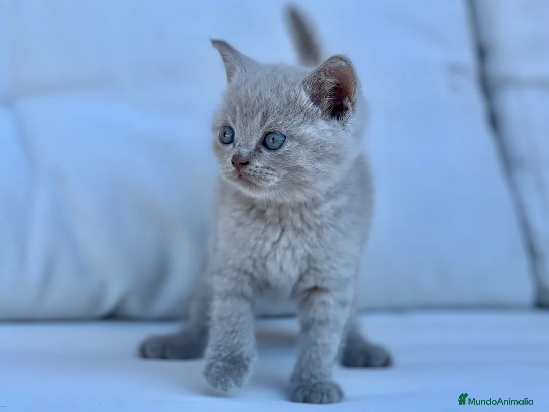 Británico de Pelo Corto gatos en venta: BRITISH SHORTHAIR LILAC - Anuncio 3