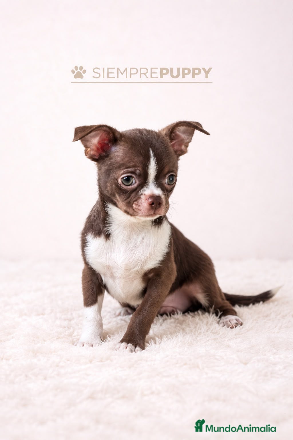 Chihuahua perros CHIHUAHUA TOY CHOCOLATE - Anuncio 1