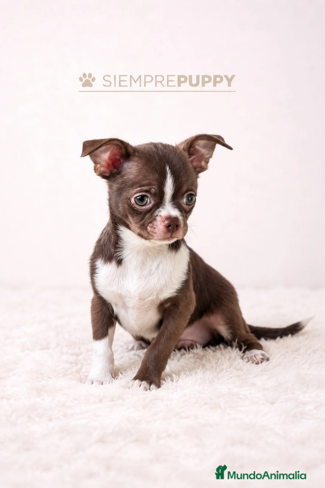 Chihuahua perros en venta: CHIHUAHUA TOY CHOCOLATE - Anuncio 1