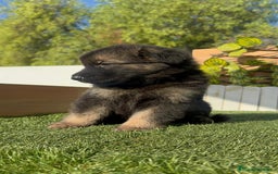 Pastor Alemán perros en venta: PASTOR ALEMÁN MACHO - Imagen 7