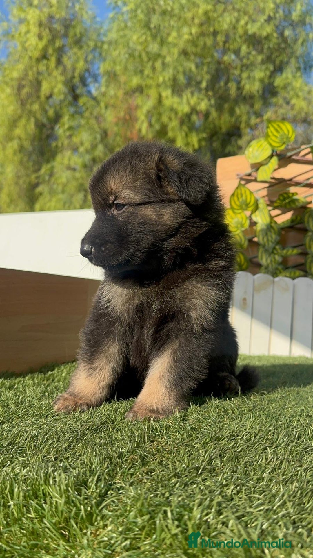 Pastor Alemán perros en venta: PASTOR ALEMÁN MACHO - Imagen 7