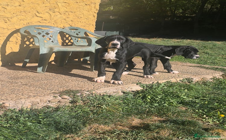 Dogo Alemán perros - Anuncio 1