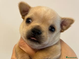 Chihuahua perros Último cachorro de chihuahua en Barcelona - Anuncio 27