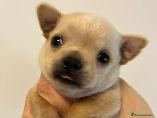 Chihuahua perros Último cachorro de chihuahua en Barcelona - Anuncio 4