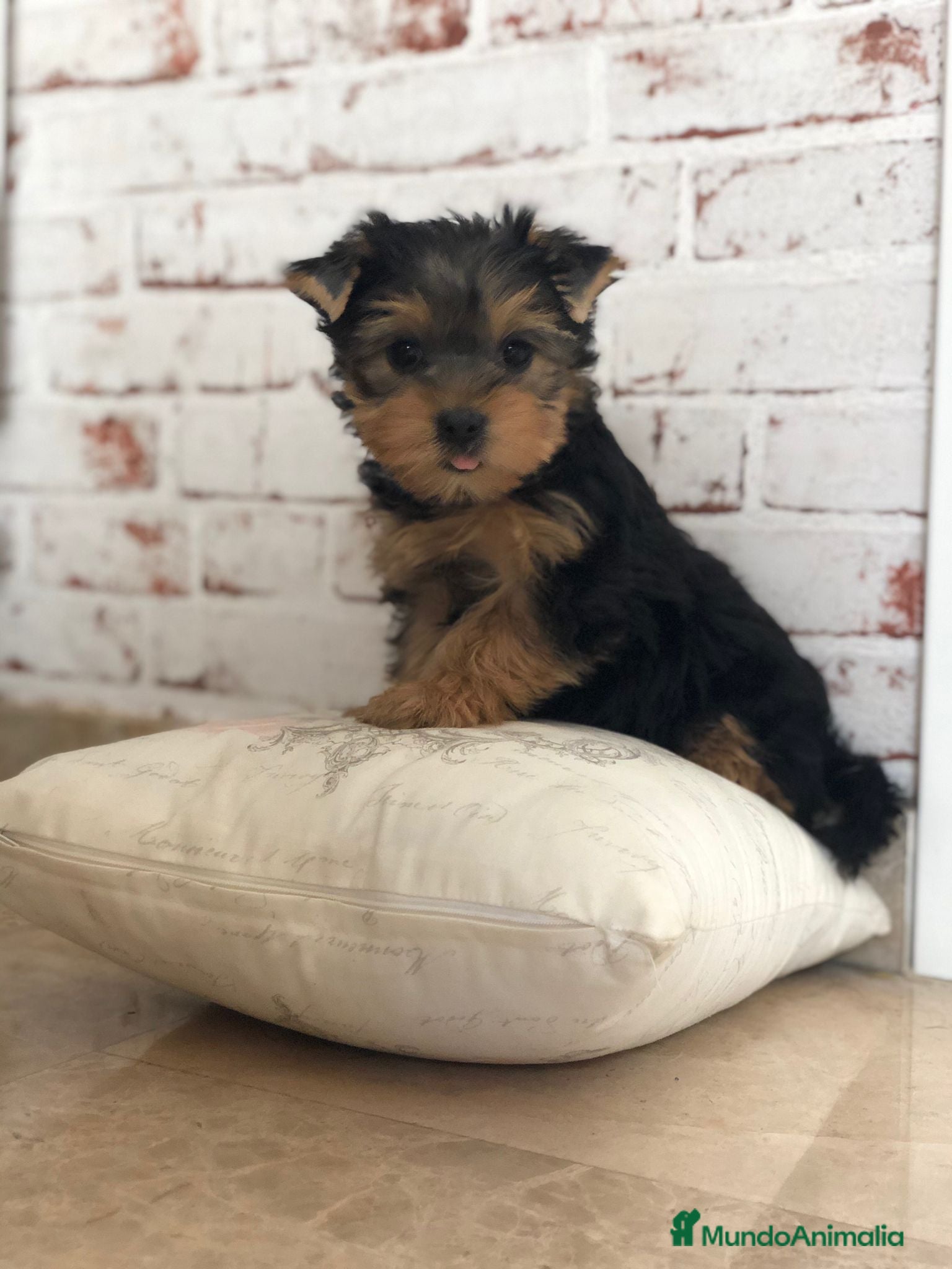 Yorkshire Terrier perros Yorkshire mini - Anuncio 2