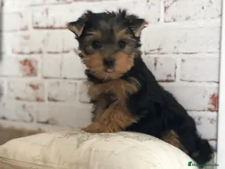 Yorkshire Terrier perros Yorkshire mini - Anuncio 2