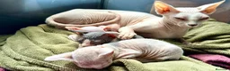 Sphynx gatos en venta: Sphynx blancos y bicolor - Anuncio 18