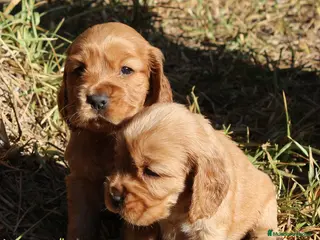 Cocker Spaniel Inglés perros Cocker Spaniel ingles - Anuncio 3