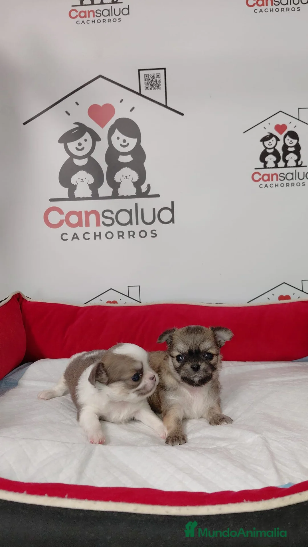 Chihuahua perros en venta: Chihuahua con pelo - Anuncio 1
