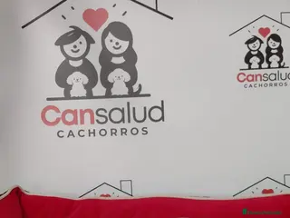 Chihuahua perros Chihuahua con pelo - Anuncio 2