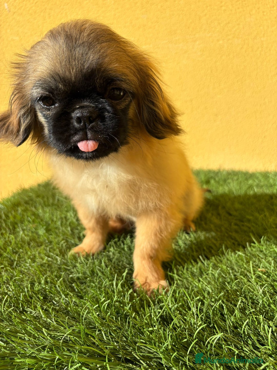 Yorkshire Terrier perros en venta: milcachorros.es disponemos casi todas las razas  - Imagen 17