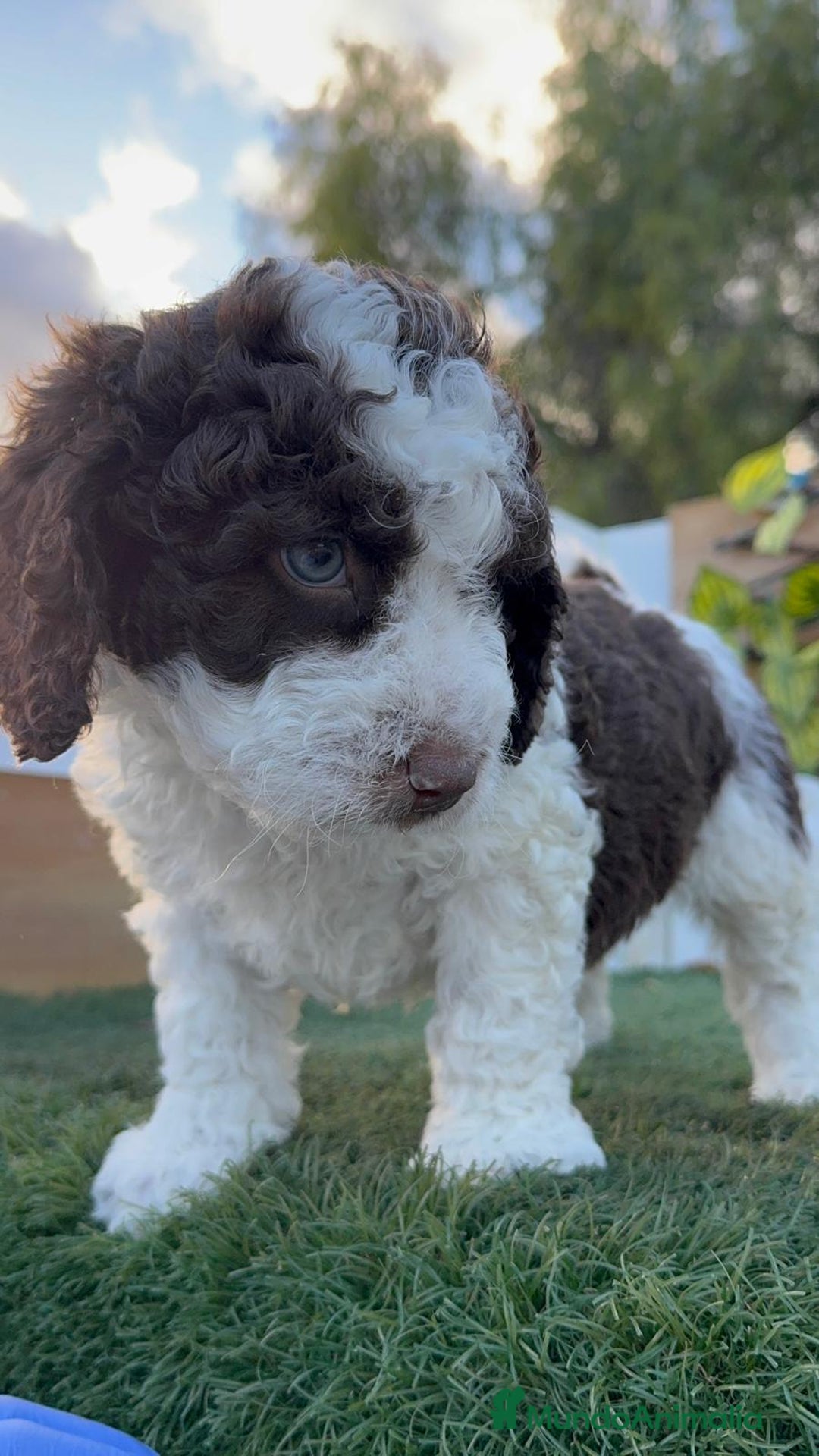 Perro de Agua Español perros en venta: PERRO DE AGUA ESPAÑOL - Anuncio 1