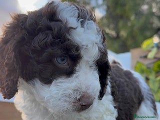 Perro de Agua Español perros PERRO DE AGUA ESPAÑOL - Anuncio 1