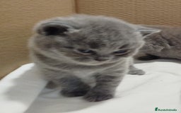 Británico de Pelo Corto Azul gatos en venta: British Shorthair super bonitos - Imagen 15