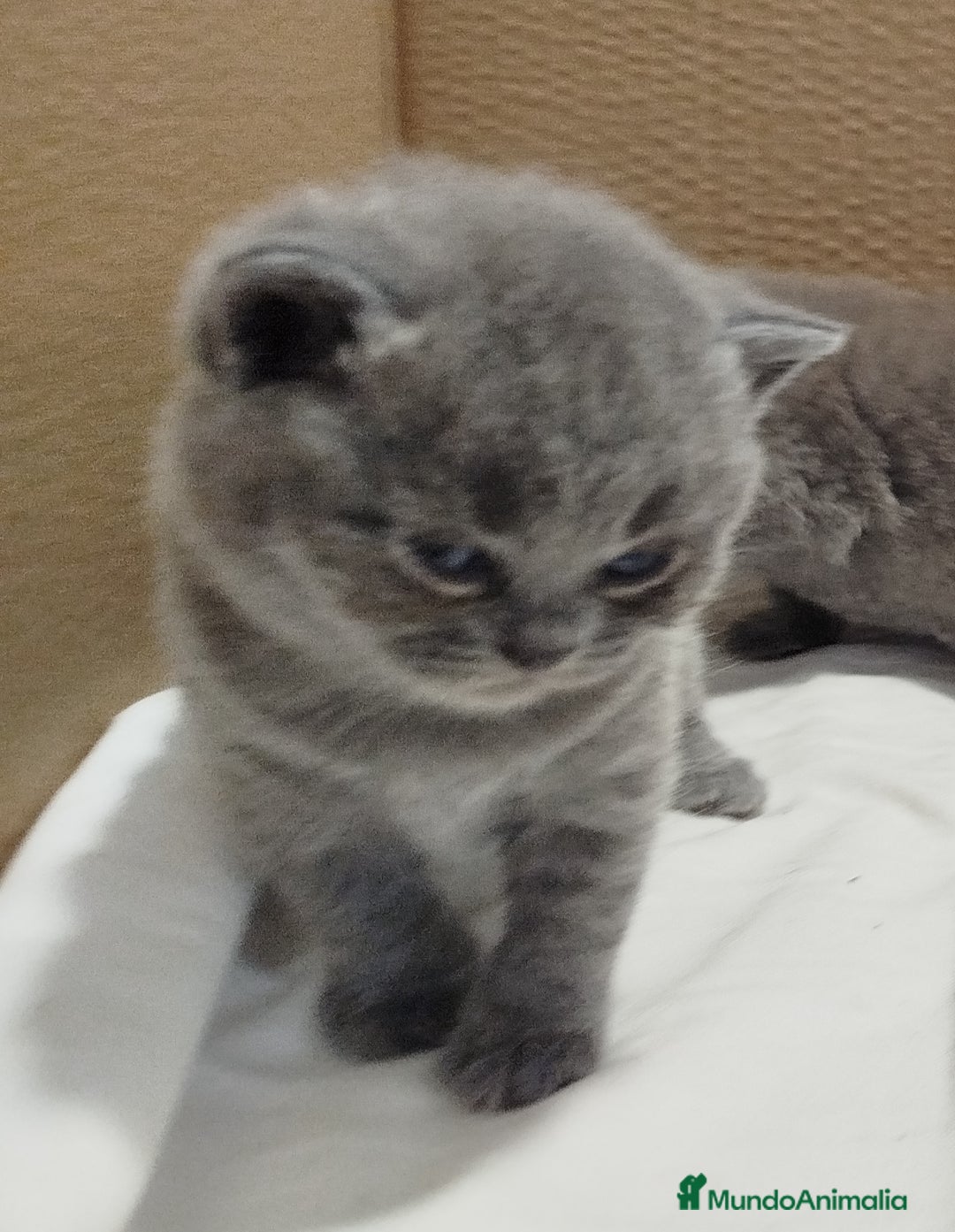 Británico de Pelo Corto Azul gatos en venta: British Shorthair super bonitos - Imagen 15
