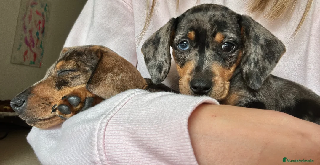 Teckel perros en venta: Teckel hembra  - Anuncio 1