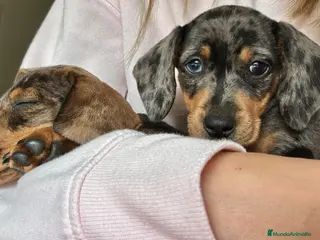 Teckel perros Teckel hembra - Anuncio 1