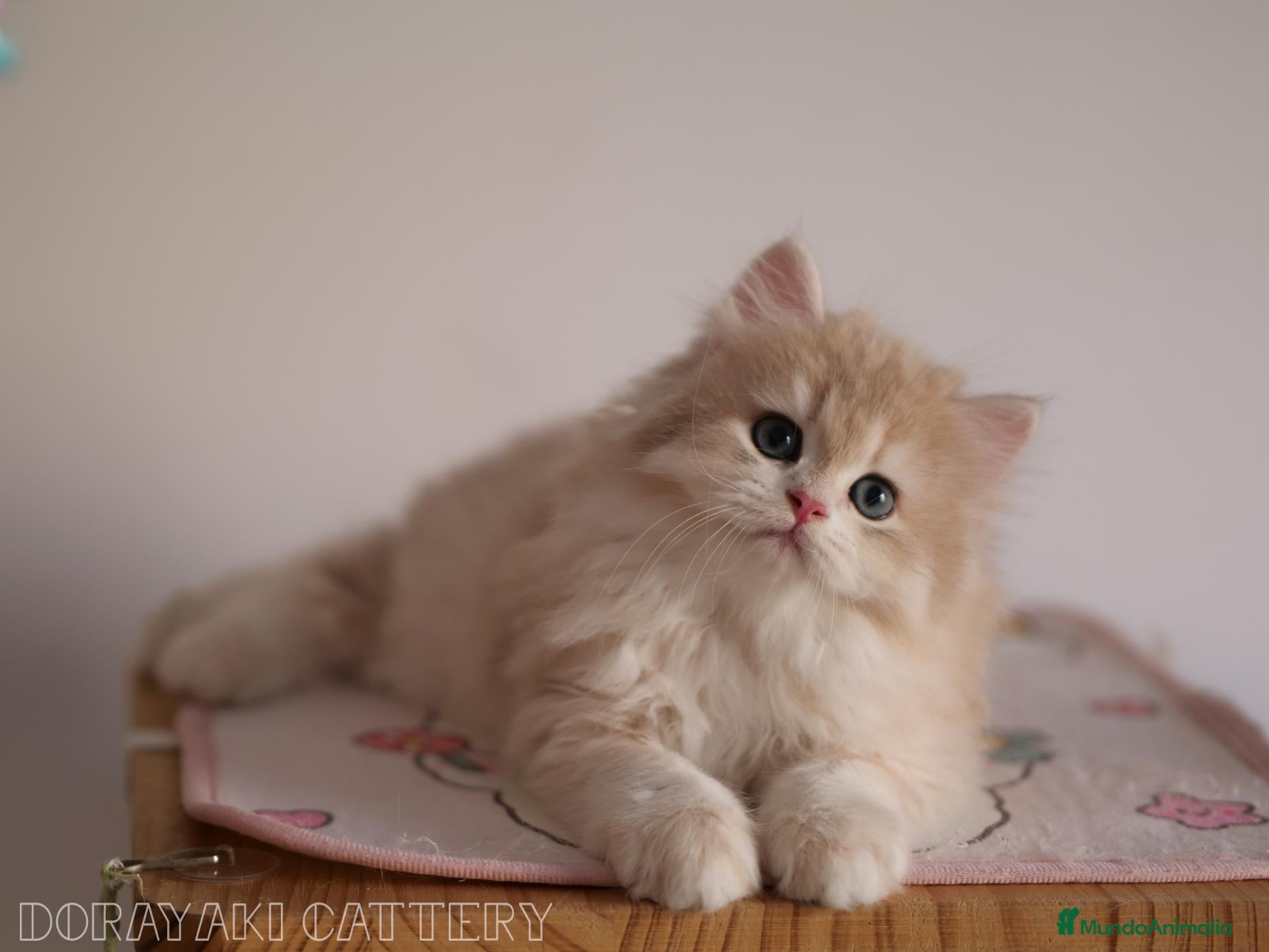 Británico de Pelo Largo gatos en venta: British Blue golden y Blue golden point - Anuncio 2